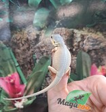 Magazoo Witblits Hypo Leatherback Baby Bearded Dragon #1