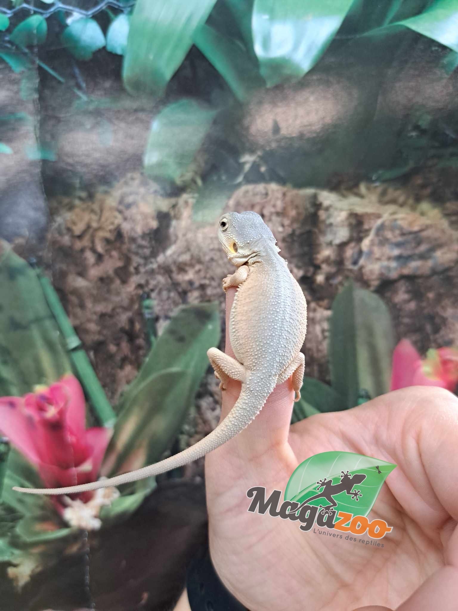 Magazoo Witblits Hypo Leatherback Baby Bearded Dragon #1