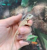 Magazoo Witblits Hypo Leatherback Baby Bearded Dragon #1