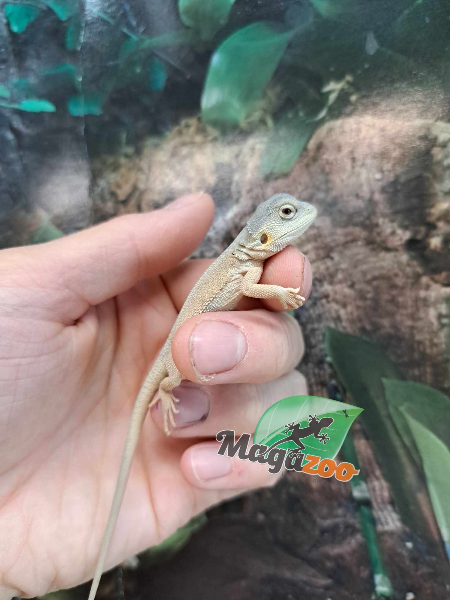 Magazoo Witblits Hypo Leatherback Baby Bearded Dragon #1