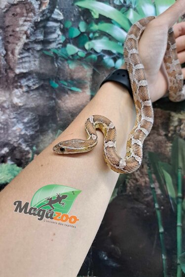 Magazoo Serpent des blés Anery juvénile Mâle