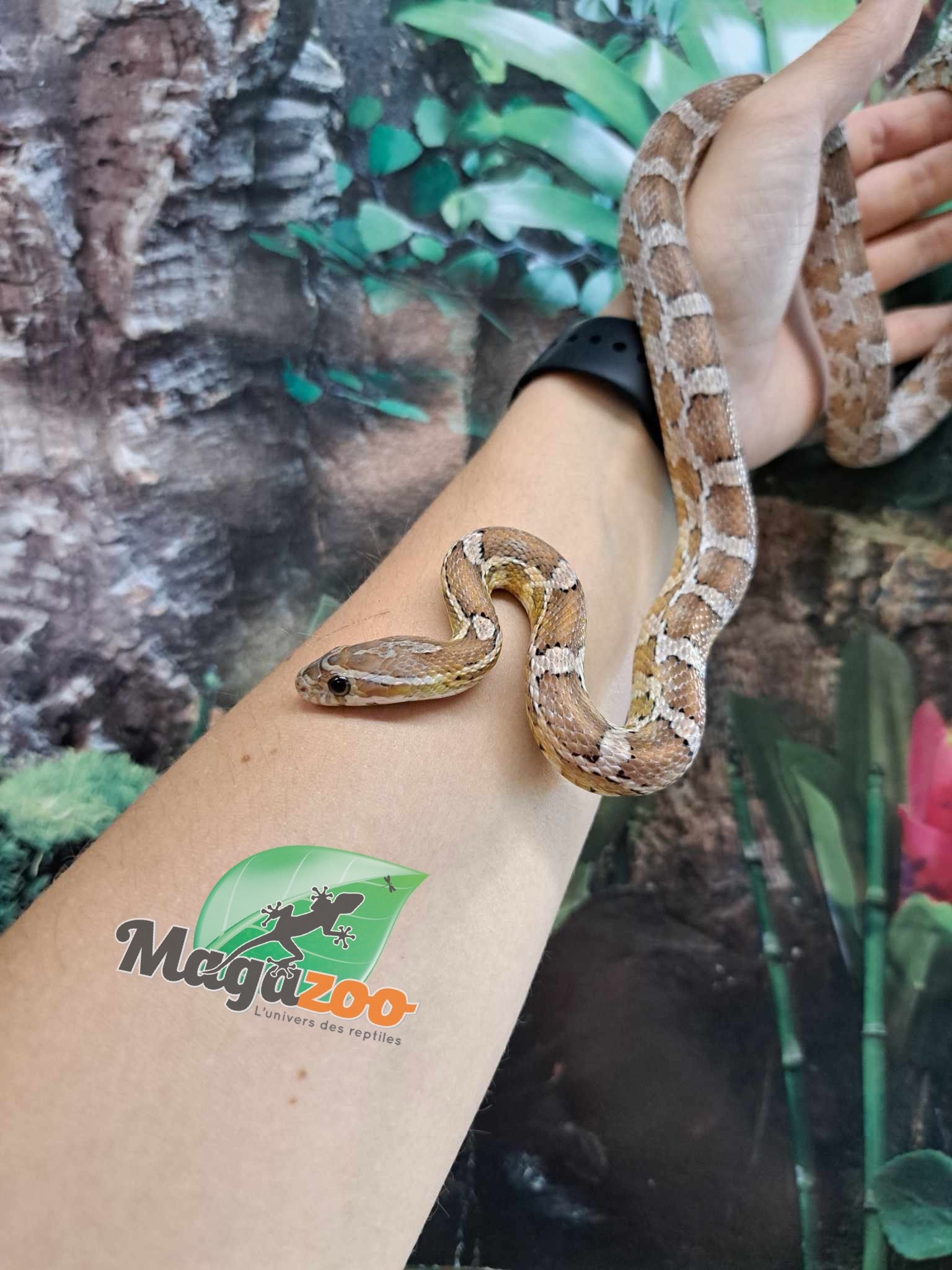 Magazoo Male Juvenile Anery Corn Snake