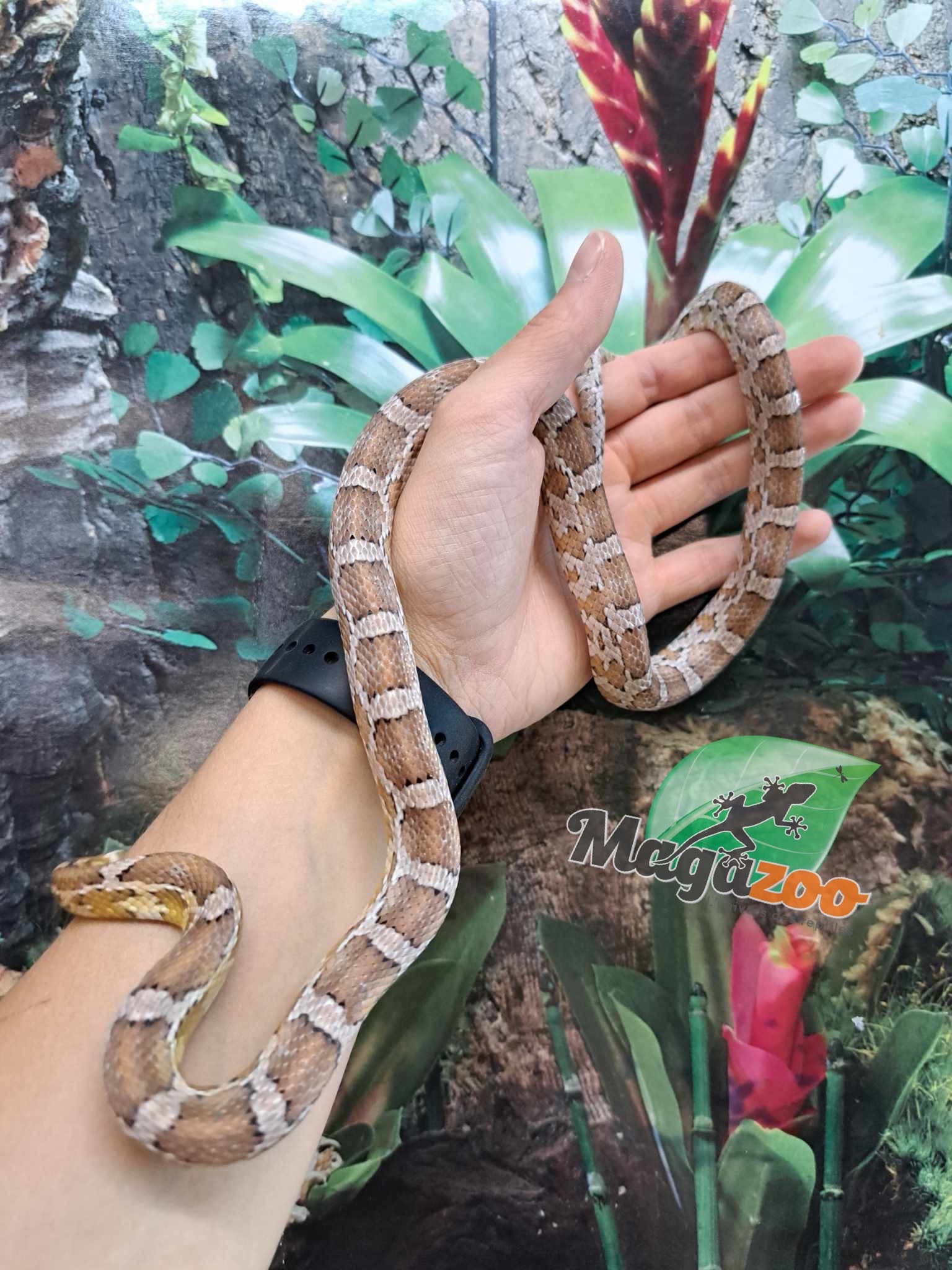 Magazoo Male Juvenile Anery Corn Snake