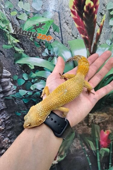 Magazoo Super hypo tangerine carrot tail leopard gecko (tornado) Female