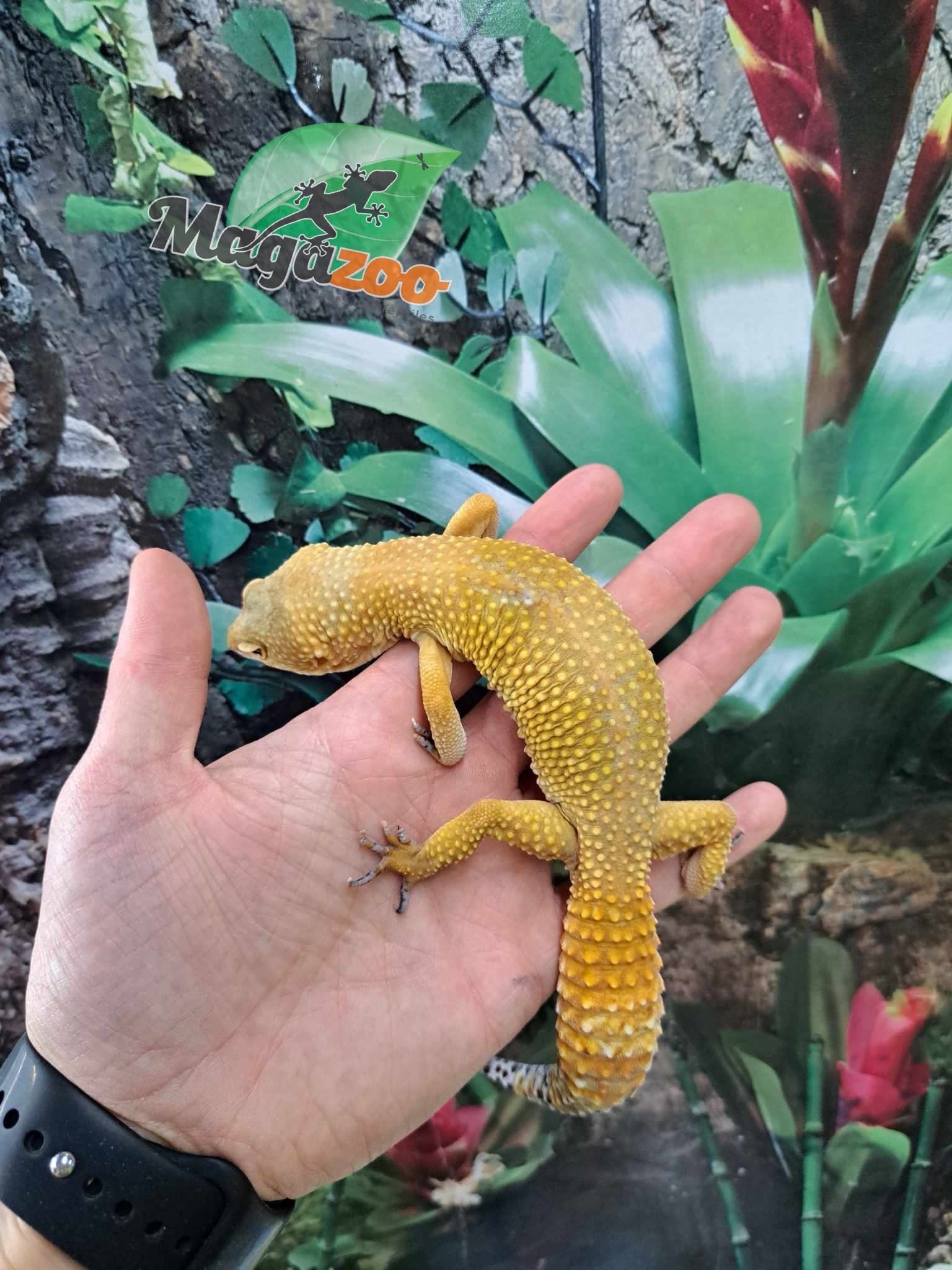 Magazoo Super hypo tangerine carrot tail leopard gecko (tornado) Female