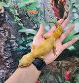 Magazoo Super hypo tangerine carrot tail leopard gecko (tornado) Female