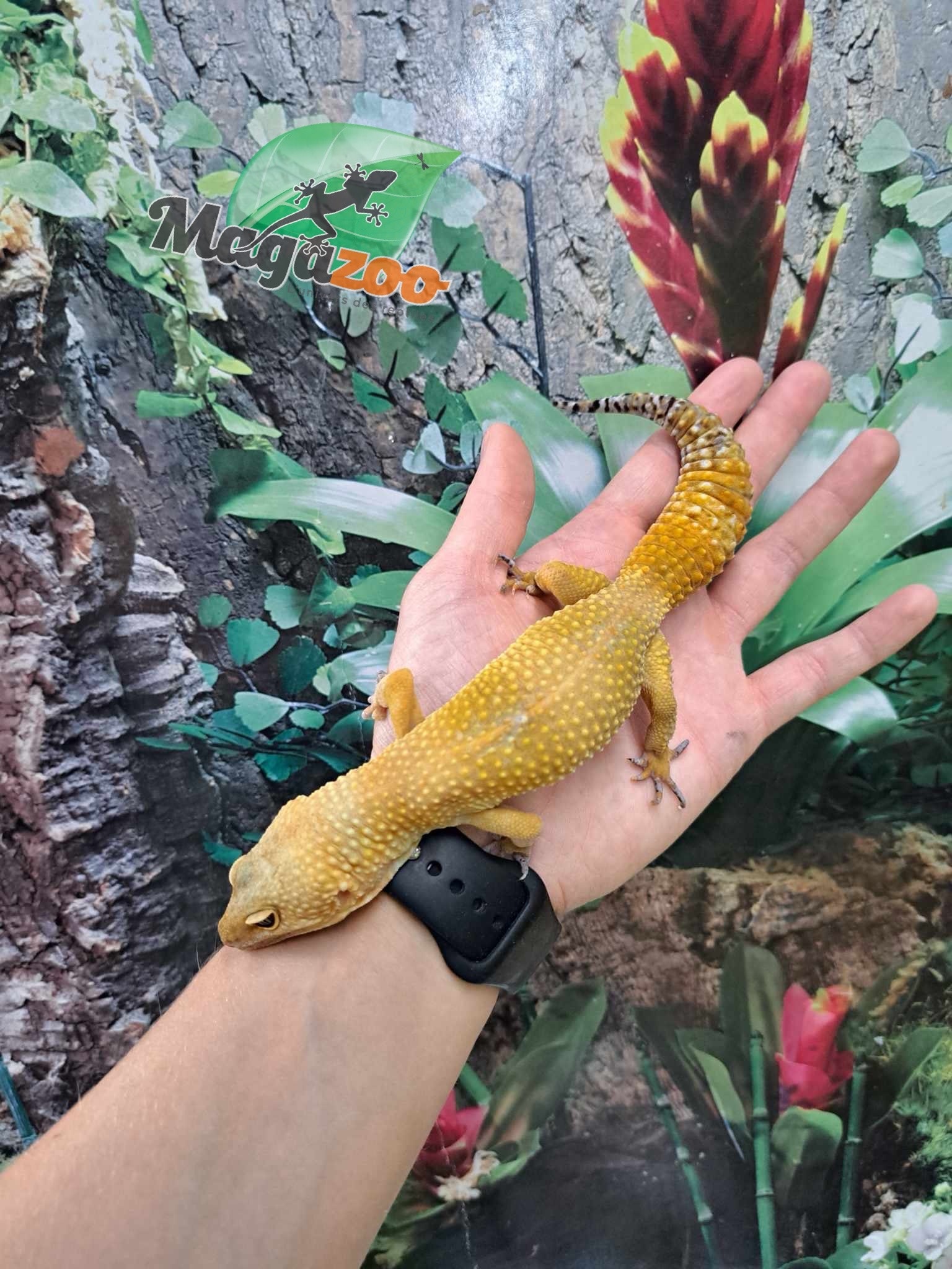 Magazoo Super hypo tangerine carrot tail leopard gecko (tornado) Female