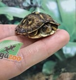 Magazoo Gulf coast box turtle CBC 2024