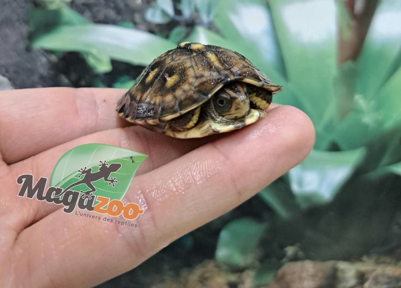 Magazoo Gulf coast box turtle CBC 2024