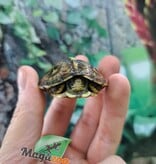 Magazoo Gulf coast box turtle CBC 2024