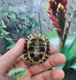 Magazoo Gulf coast box turtle CBC 2024