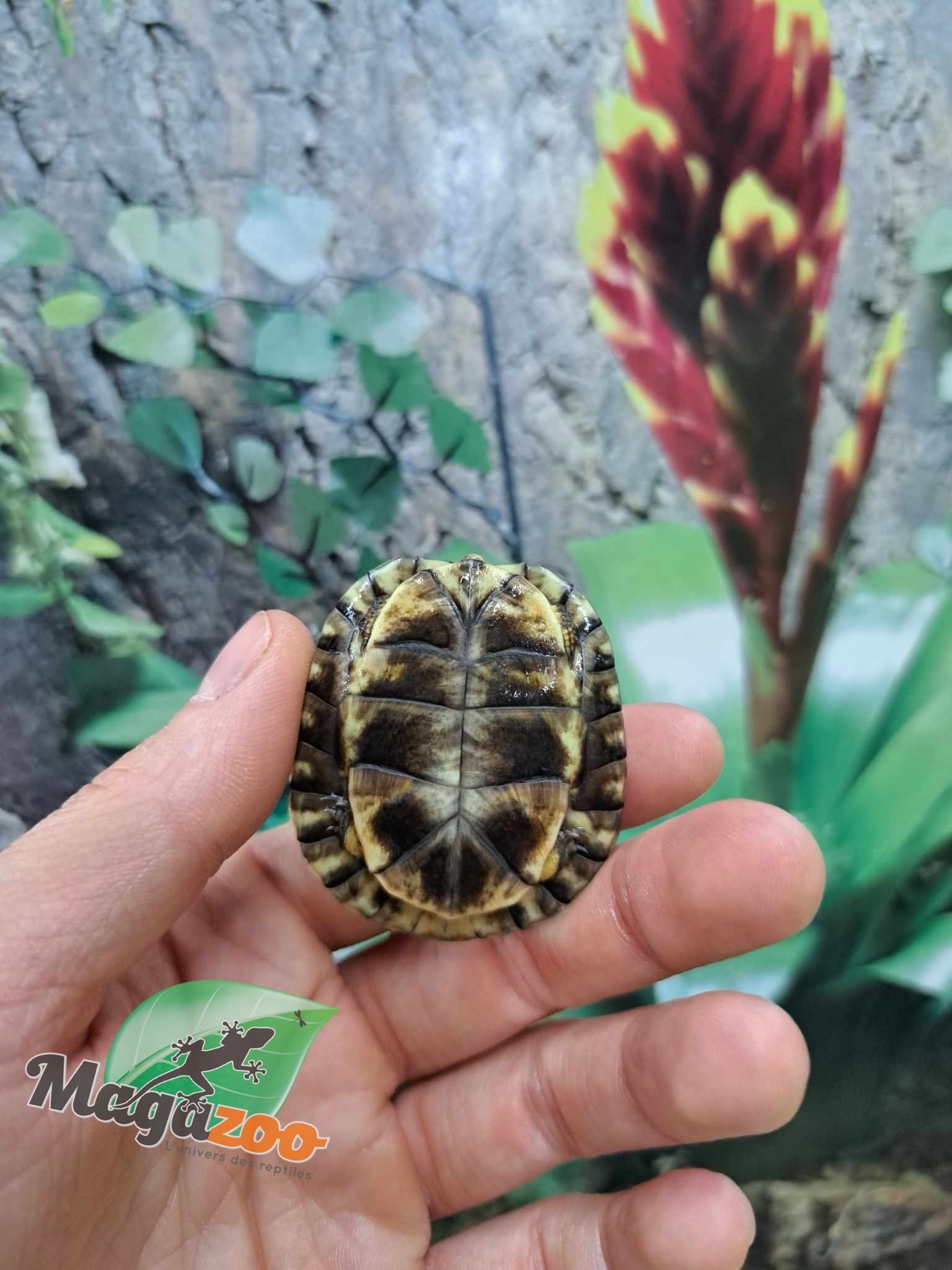 Magazoo Gulf coast box turtle CBC 2024