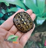 Magazoo Gulf coast box turtle CBC 2024