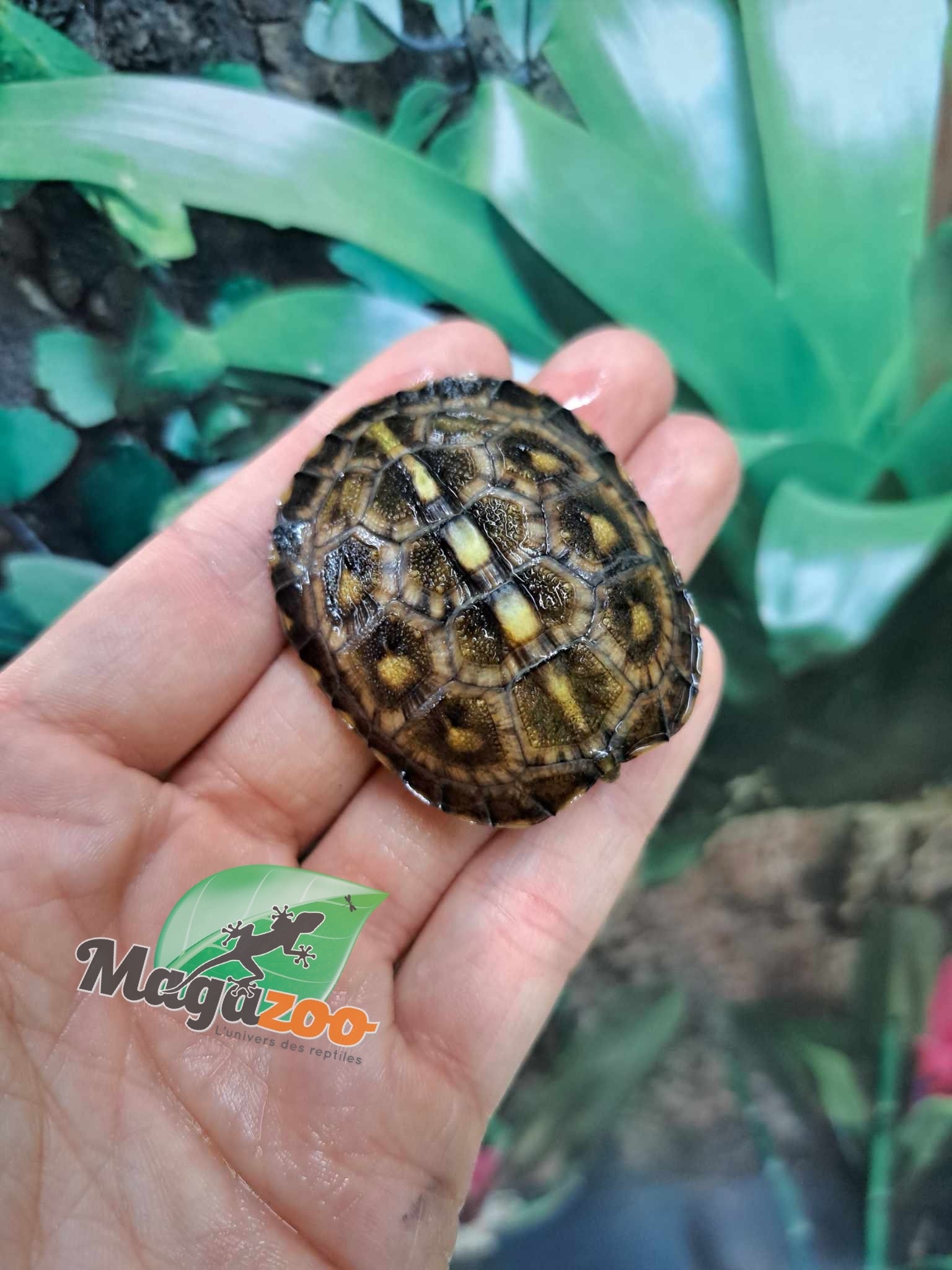 Magazoo Gulf coast box turtle CBC 2024