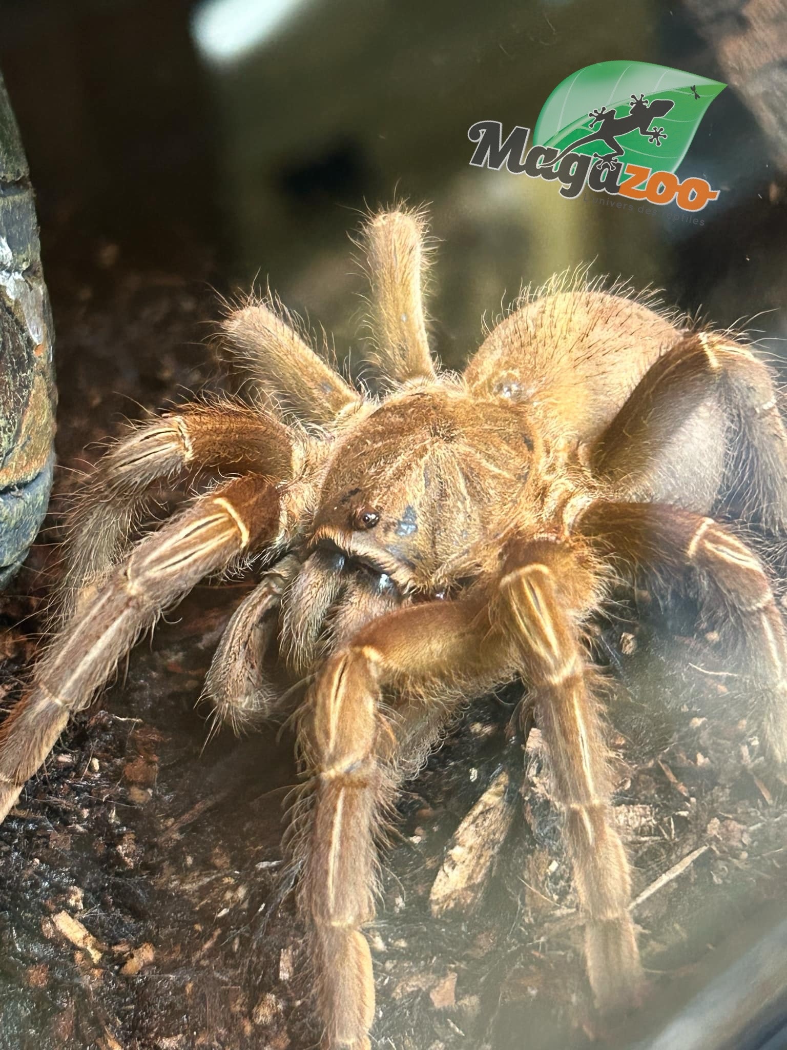 Magazoo Stripe knee tarantula/Aphonopelma seemani #2