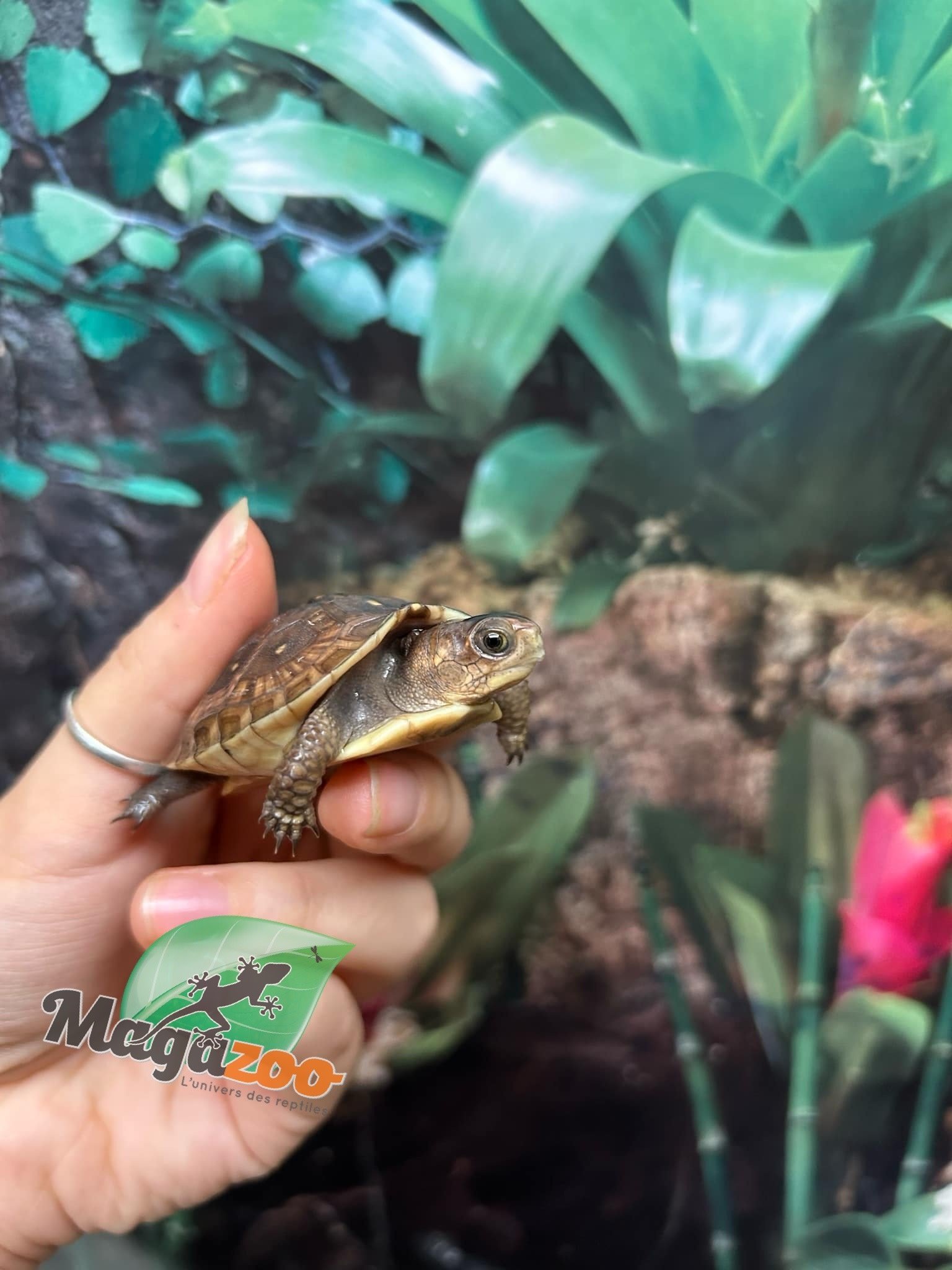 Magazoo 3 toed Box turtle