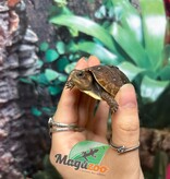 Magazoo 3 toed Box turtle