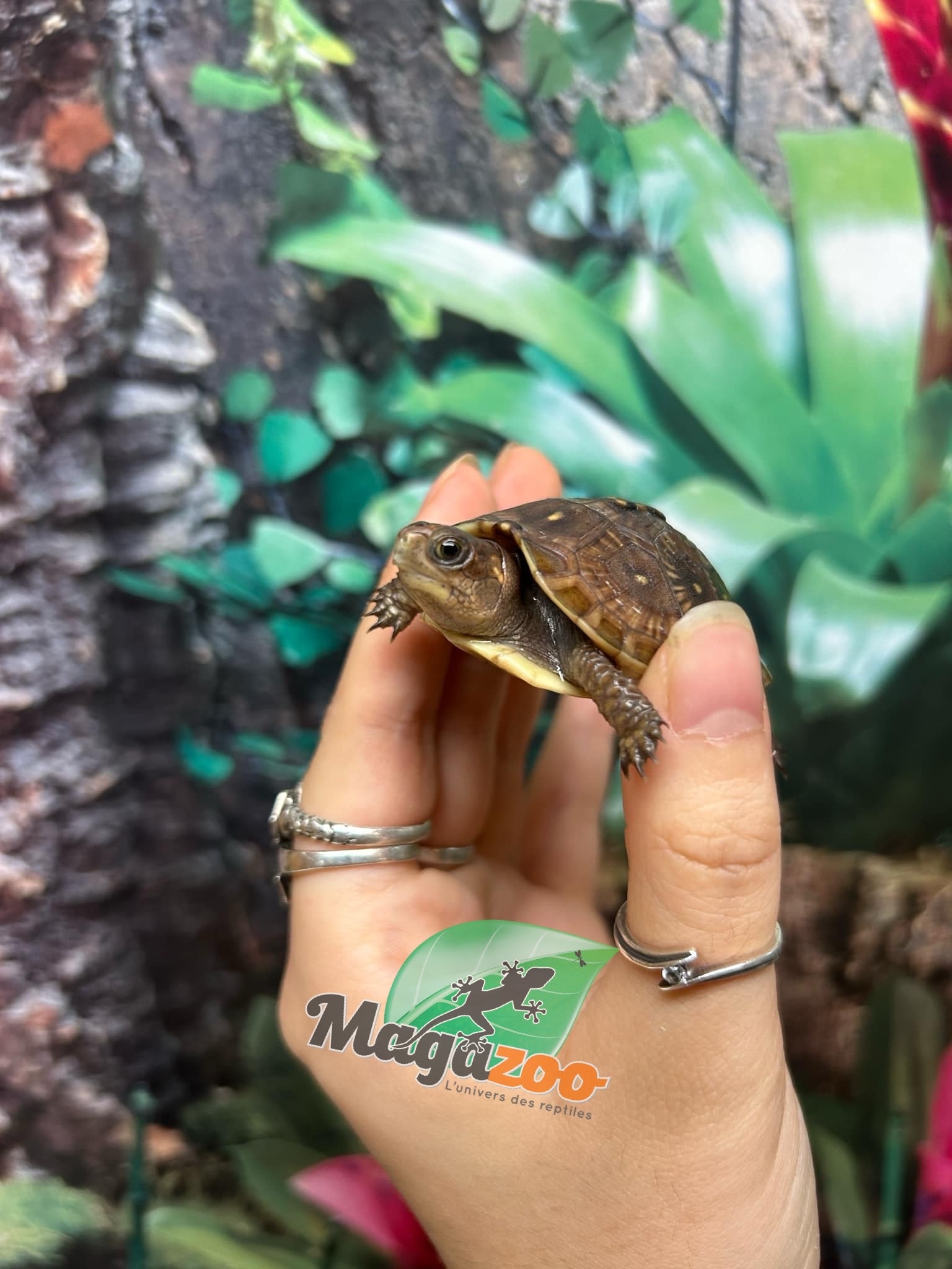 Magazoo 3 toed Box turtle