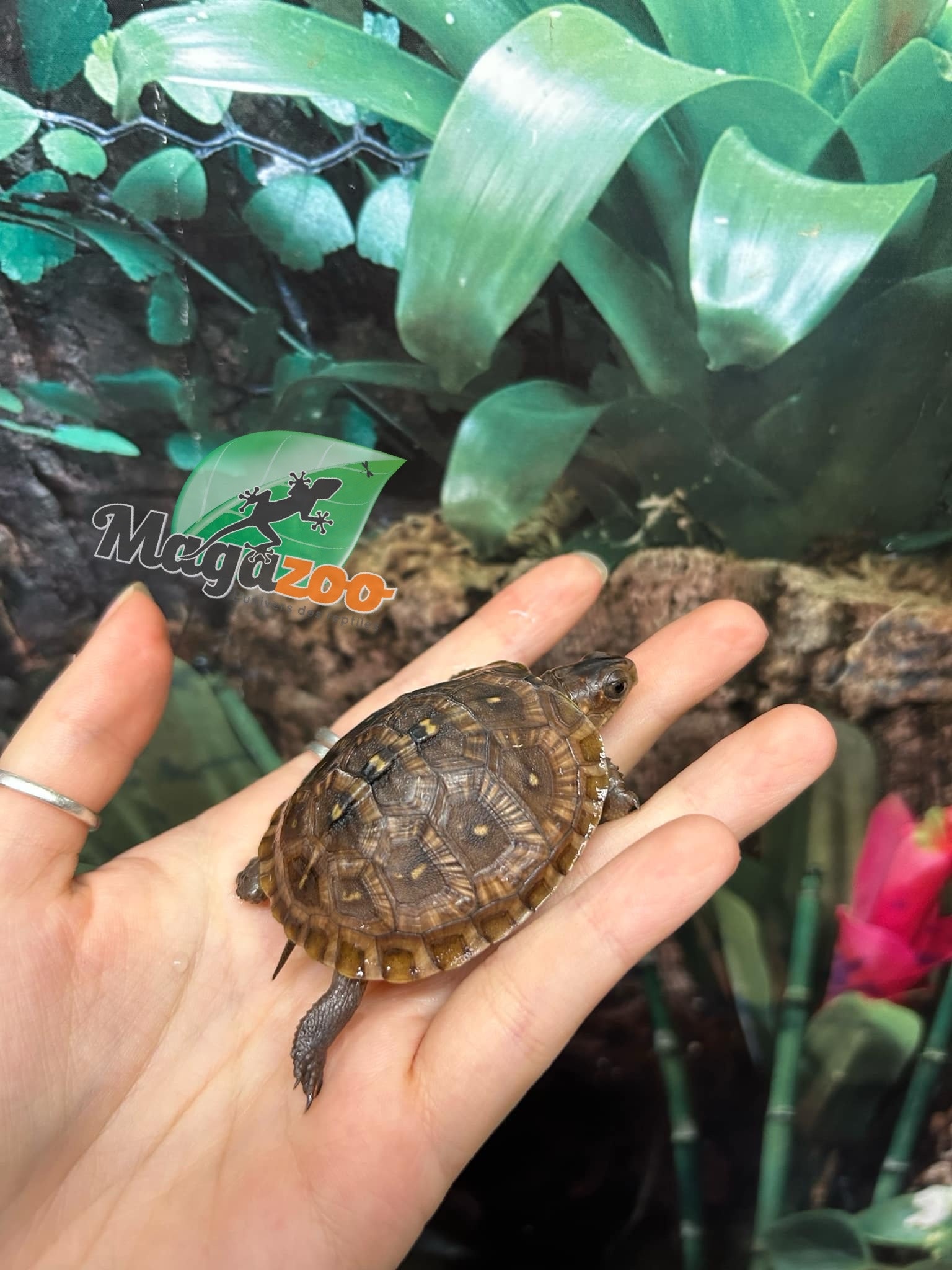 Magazoo 3 toed Box turtle