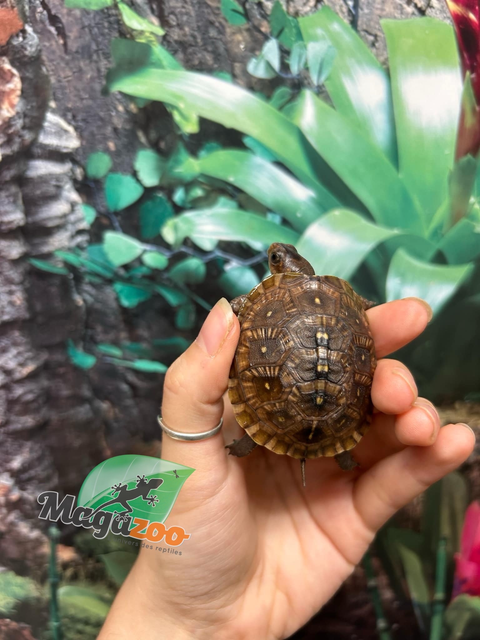 Magazoo 3 toed Box turtle