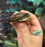 Magazoo Gulf coast box turtle CBC 2024