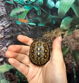 Magazoo Gulf coast box turtle CBC 2024