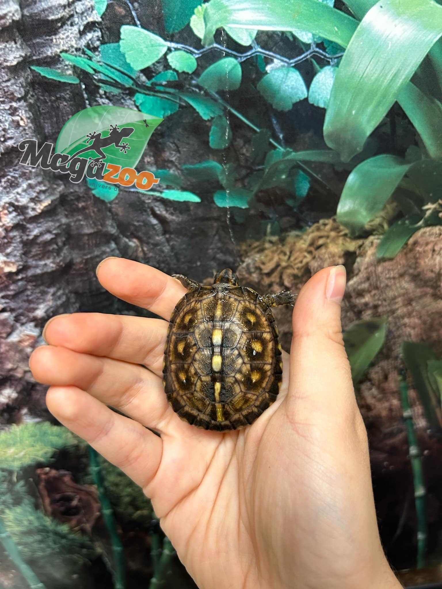 Magazoo Gulf coast box turtle CBC 2024