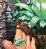 Magazoo Female White eyed crocodile skink