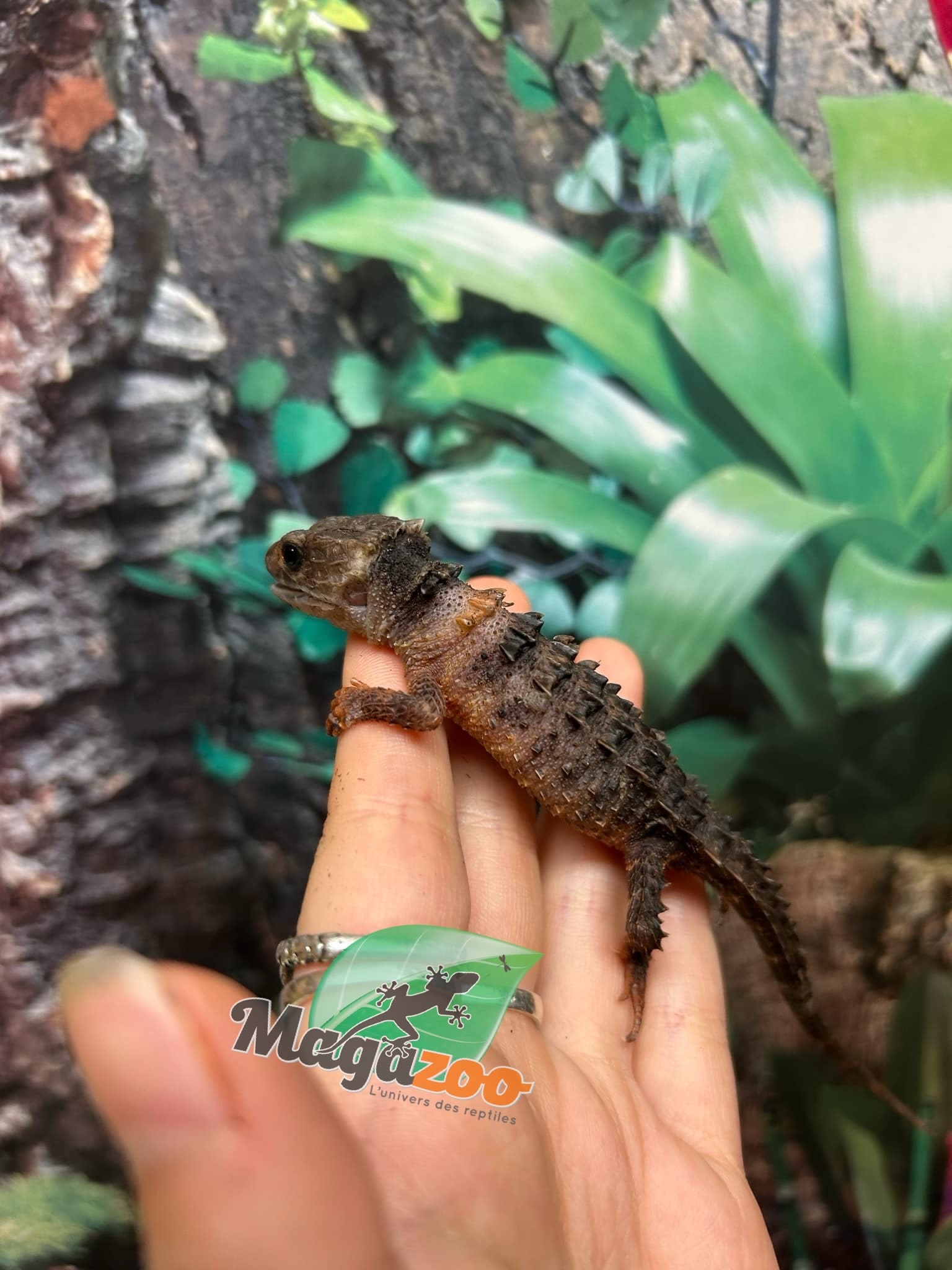 Magazoo Female White eyed crocodile skink