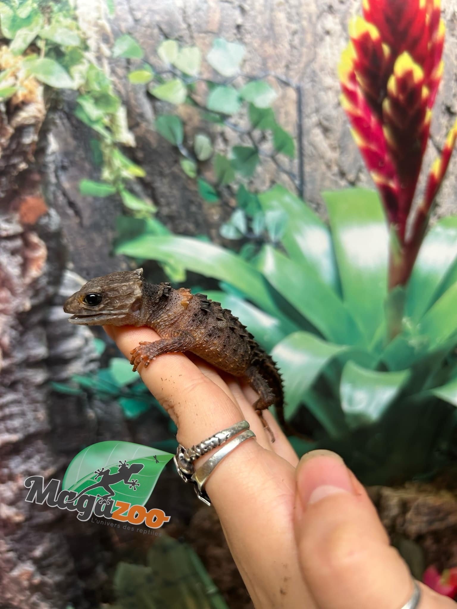 Magazoo Female White eyed crocodile skink