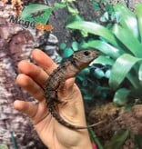 Magazoo Female White eyed crocodile skink