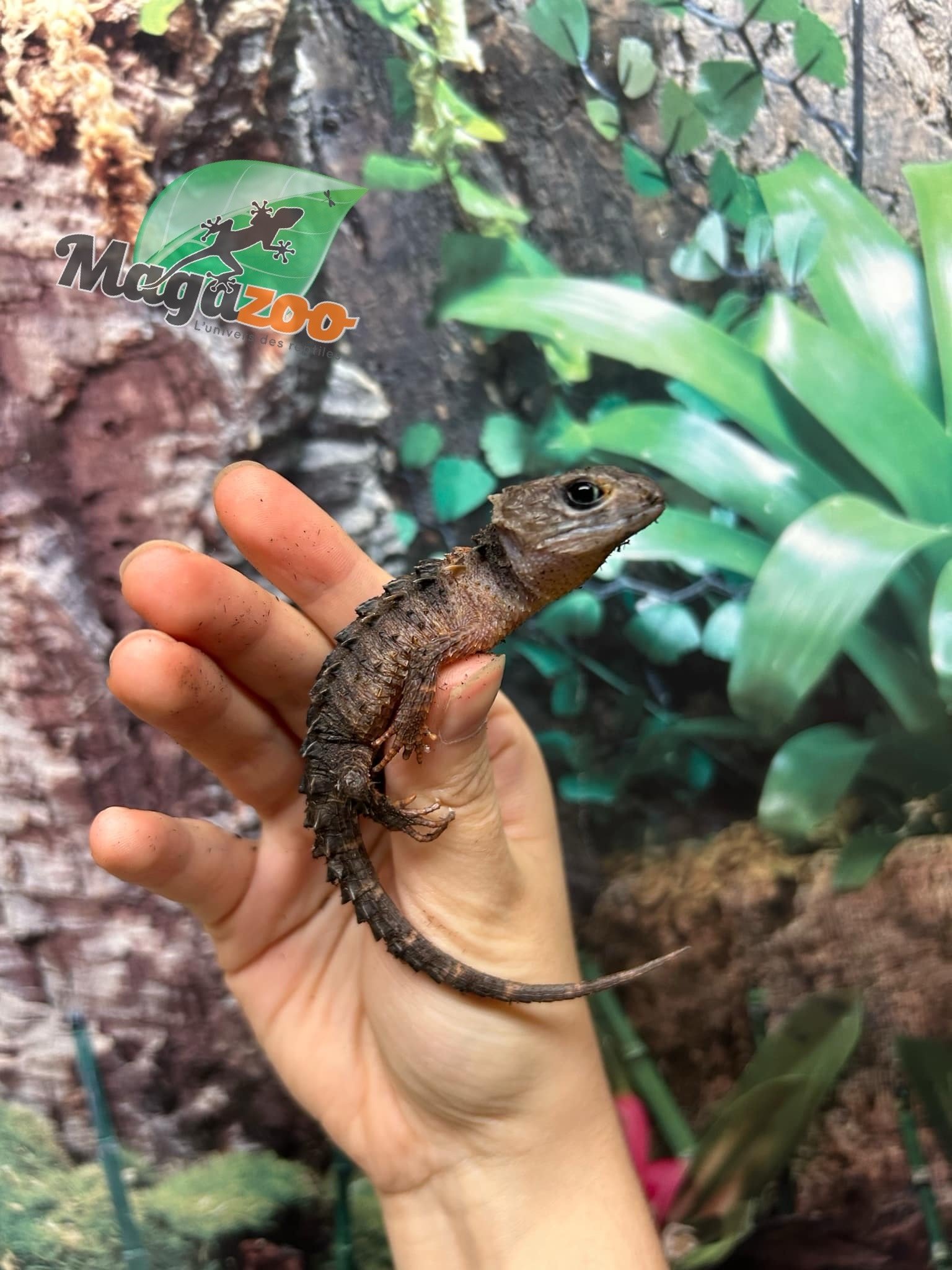 Magazoo Female White eyed crocodile skink