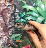 Magazoo Female White eyed crocodile skink