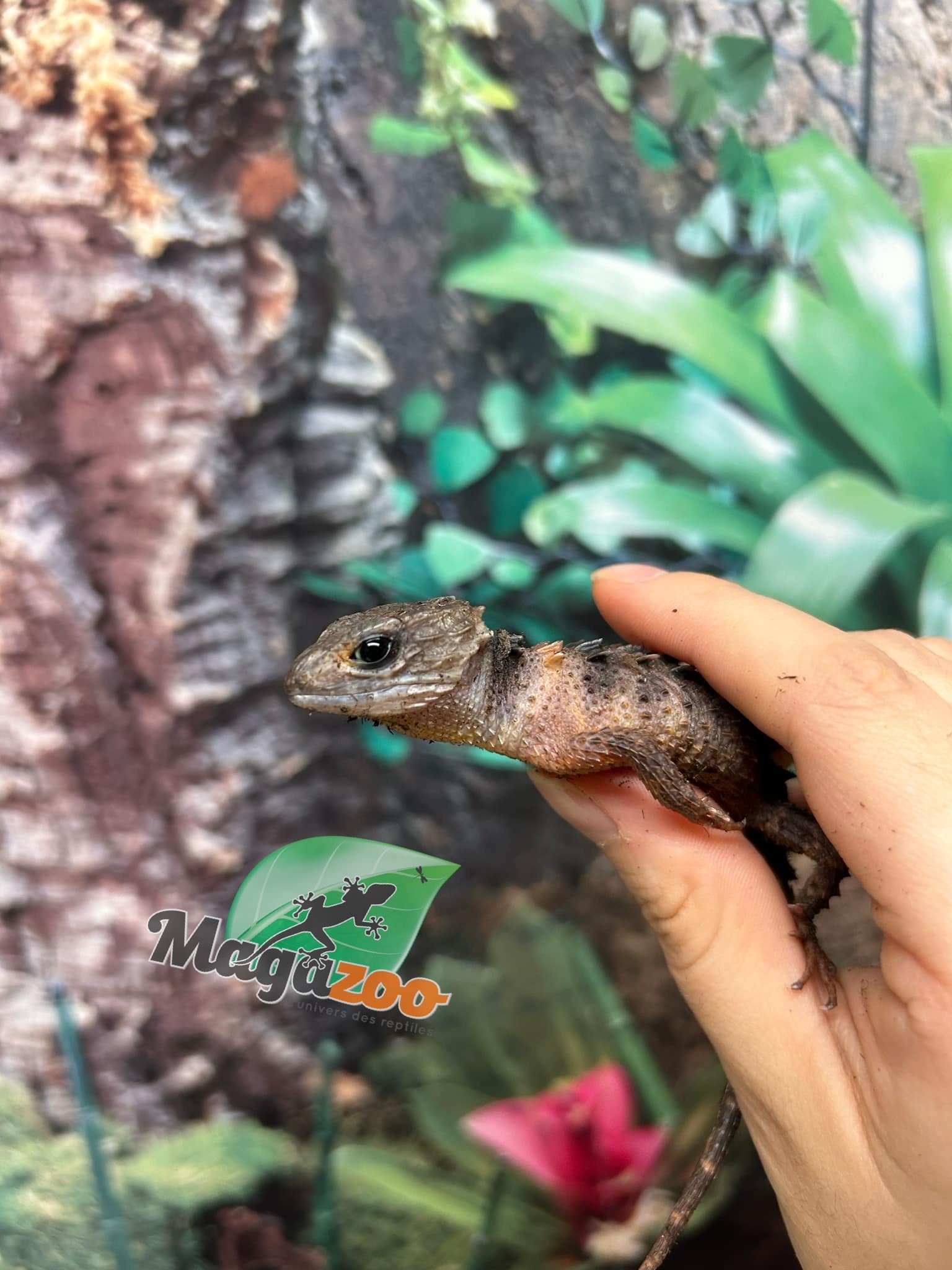 Magazoo Female White eyed crocodile skink