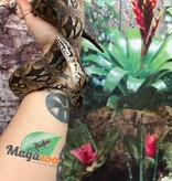 Magazoo Male juvenile Dumeril's boa (2023)