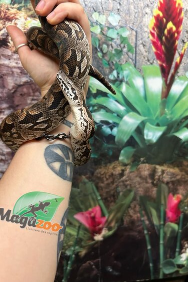 Magazoo Male juvenile Dumeril's boa (2023)
