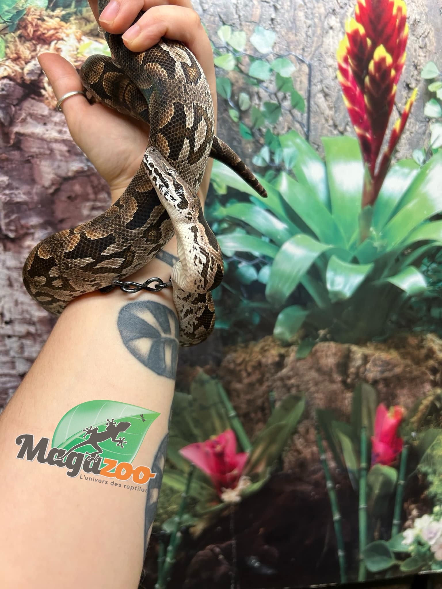 Magazoo Male juvenile Dumeril's boa (2023)
