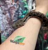 Magazoo Male juvenile Dumeril's boa (2023)