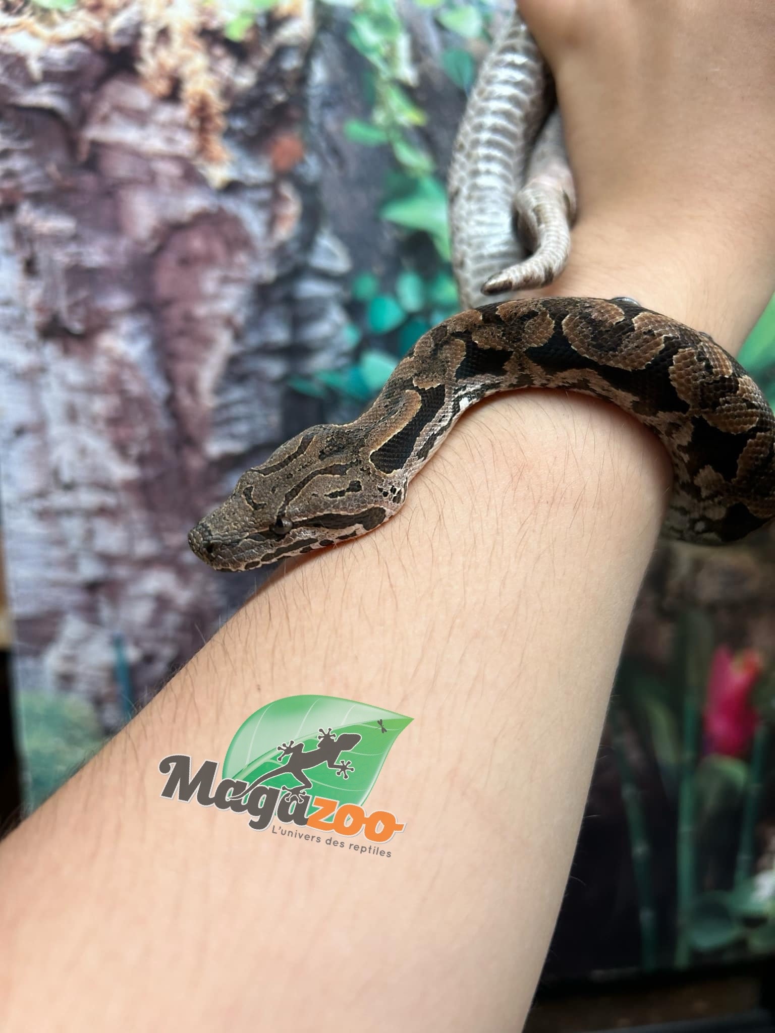Magazoo Male juvenile Dumeril's boa (2023)