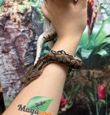 Magazoo Male juvenile Dumeril's boa (2023)