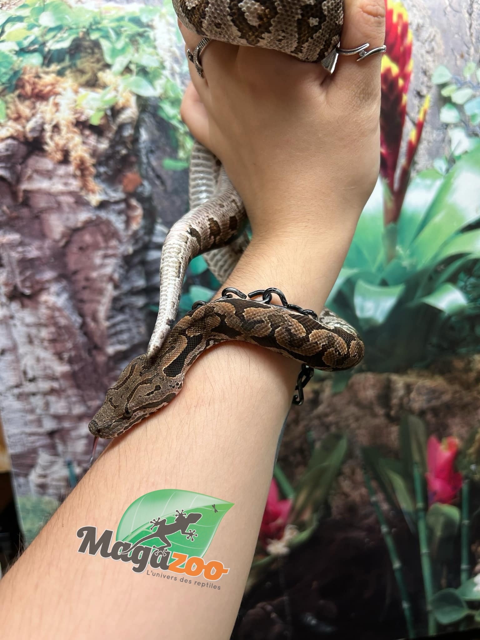 Magazoo Male juvenile Dumeril's boa (2023)