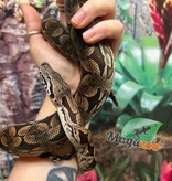Magazoo Male juvenile Dumeril's boa (2023)