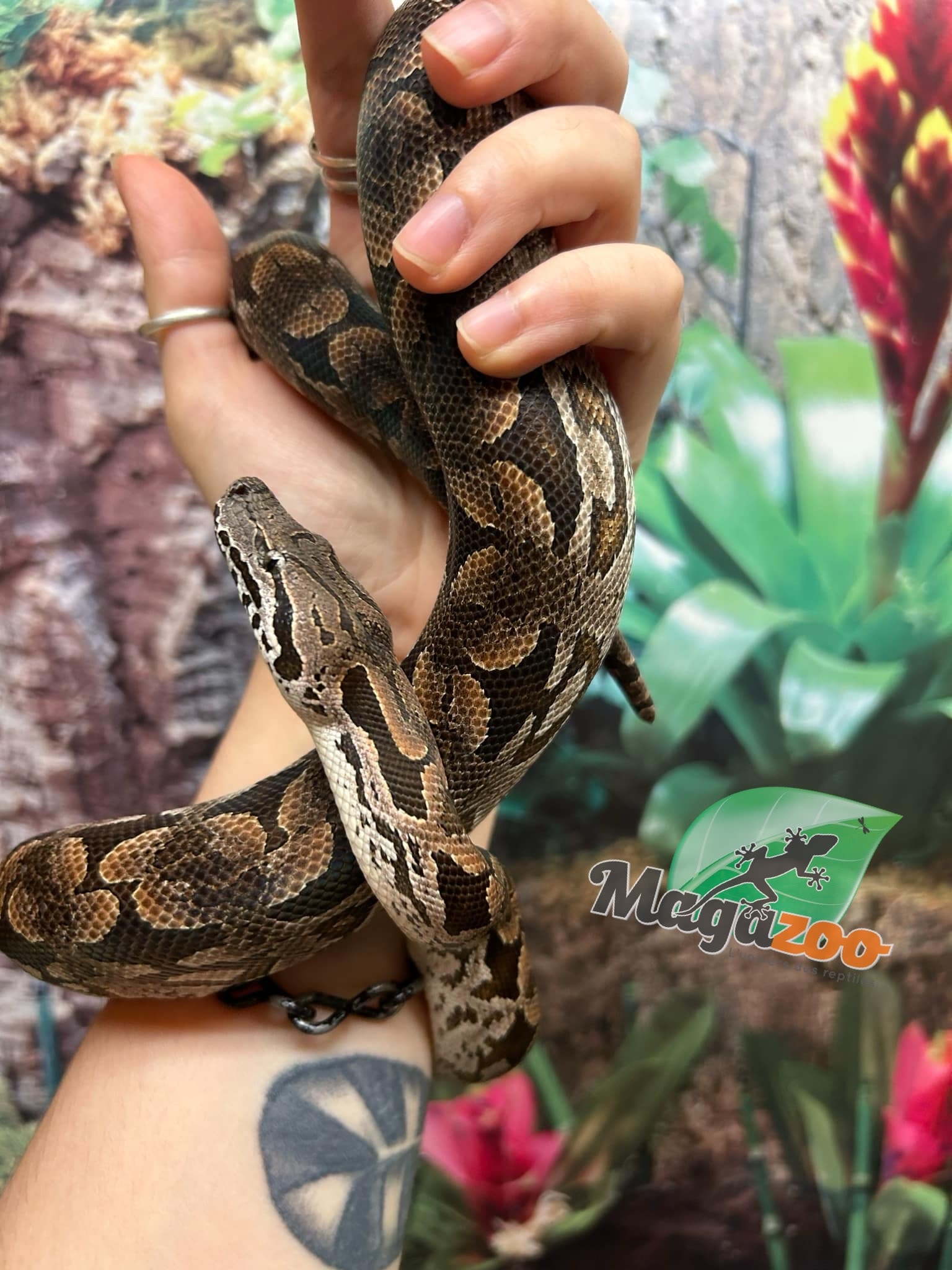 Magazoo Male juvenile Dumeril's boa (2023)