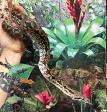Magazoo Male juvenile Dumeril's boa (2023)