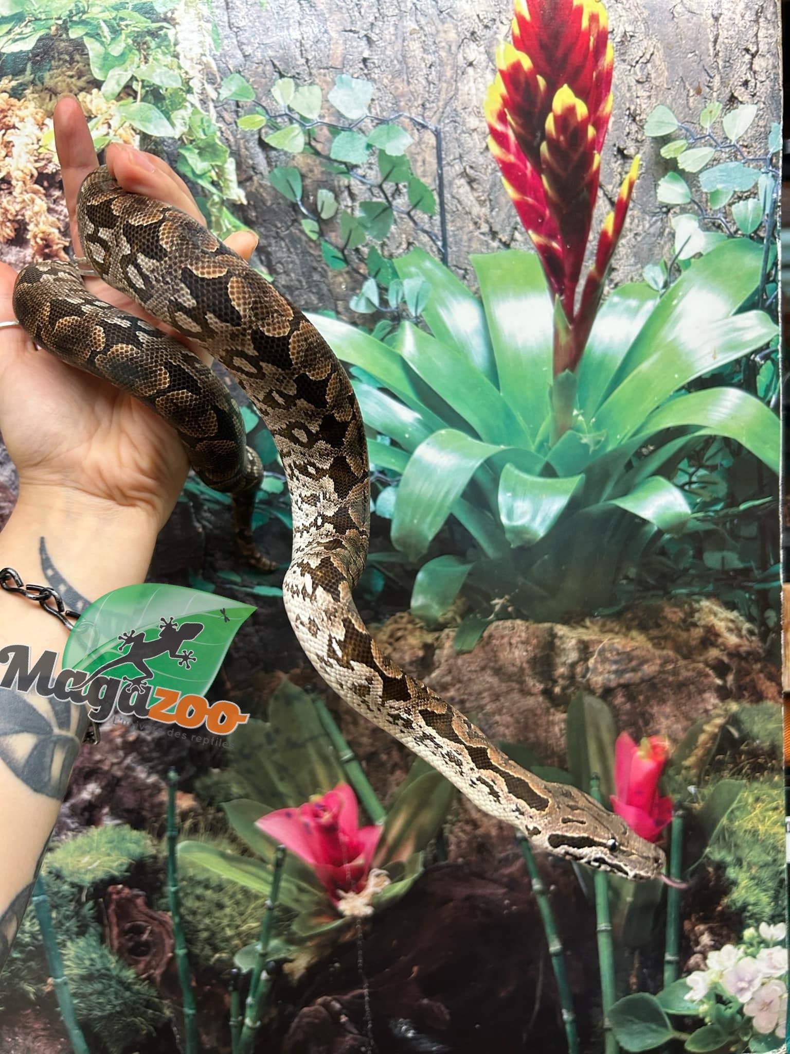 Magazoo Male juvenile Dumeril's boa (2023)