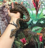 Magazoo Male juvenile Dumeril's boa (2023)