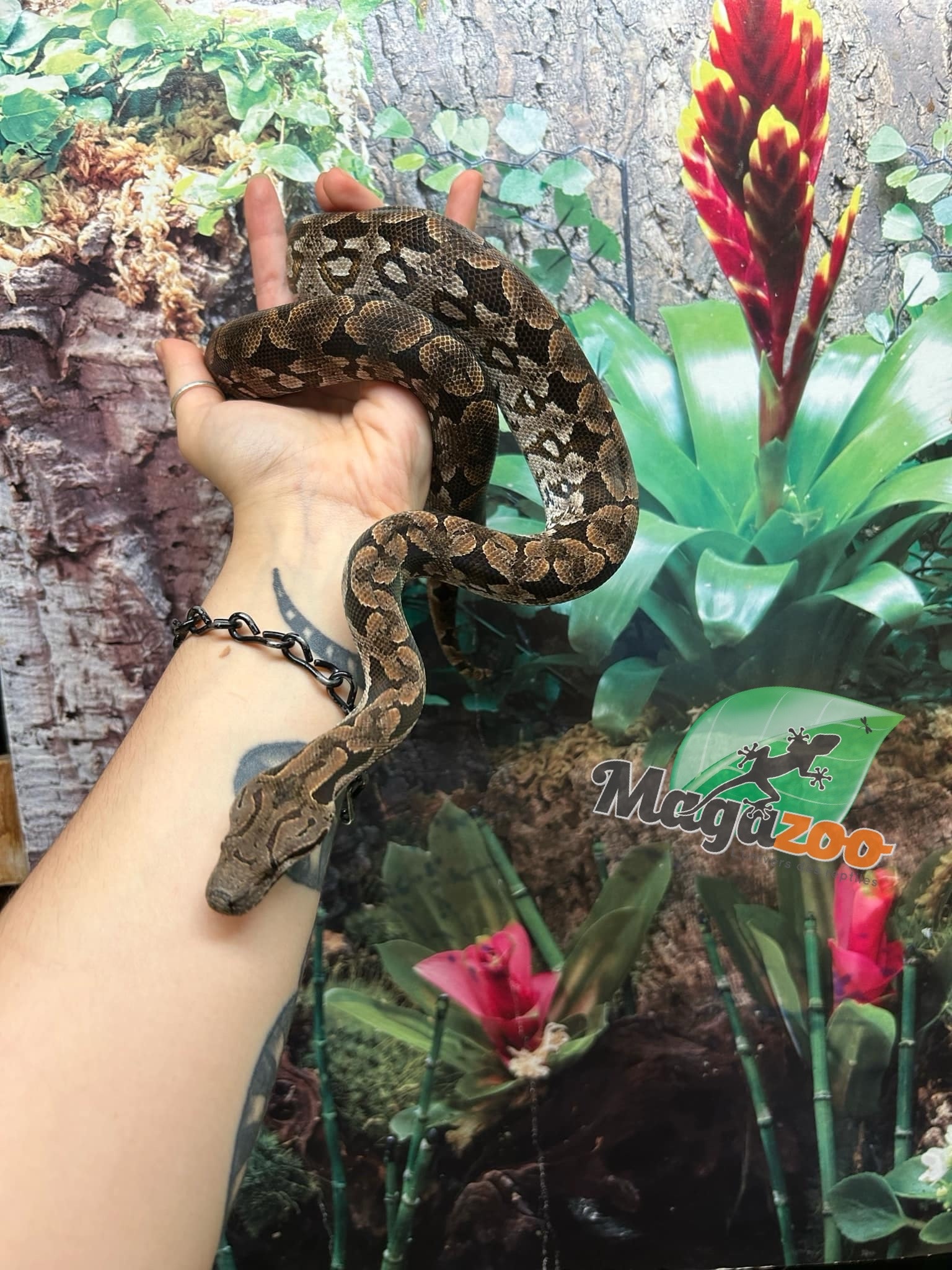Magazoo Male juvenile Dumeril's boa (2023)