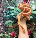 Magazoo Tessera albino Female Corn snake 1.5 years old