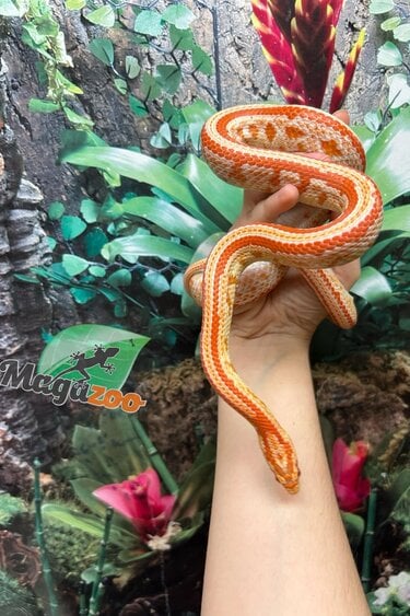 Magazoo Tessera albino Female Corn snake 1.5 years old