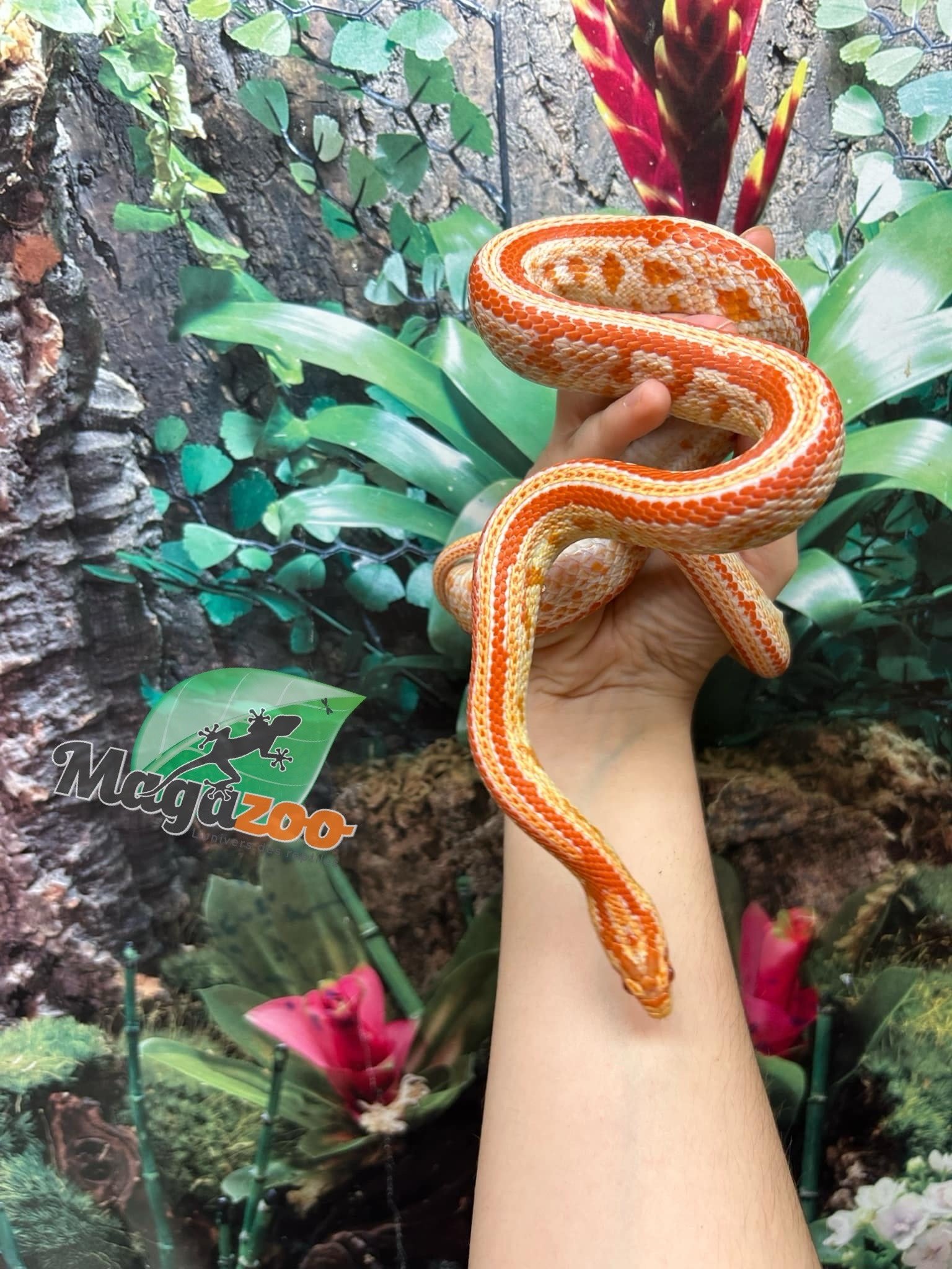 Magazoo Tessera albino Female Corn snake 1.5 years old